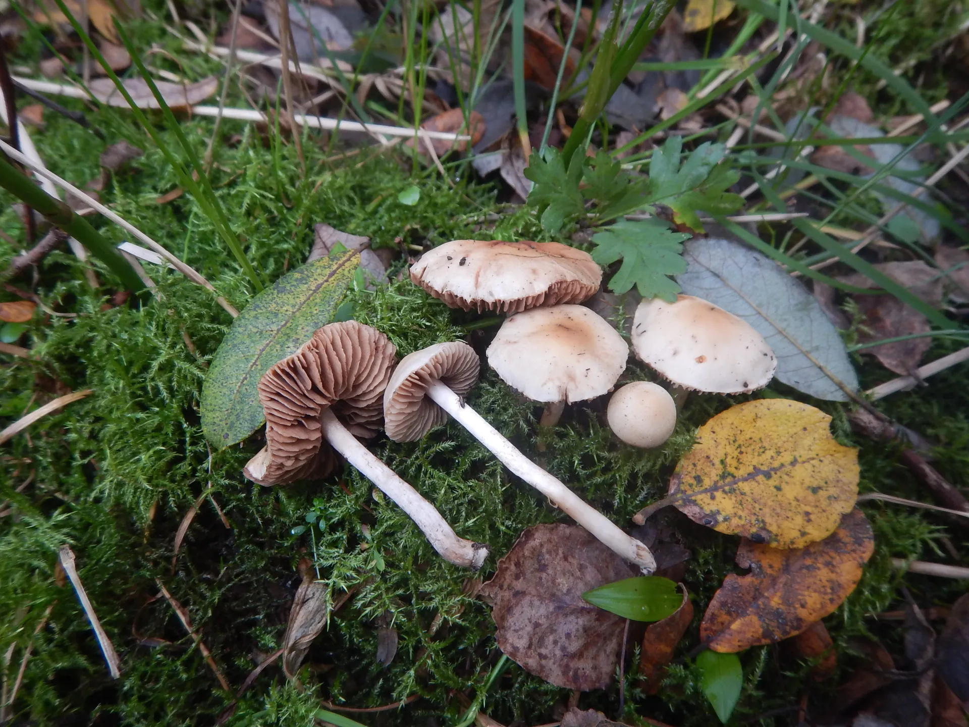 Hebeloma ischnostylum, 25-10-10